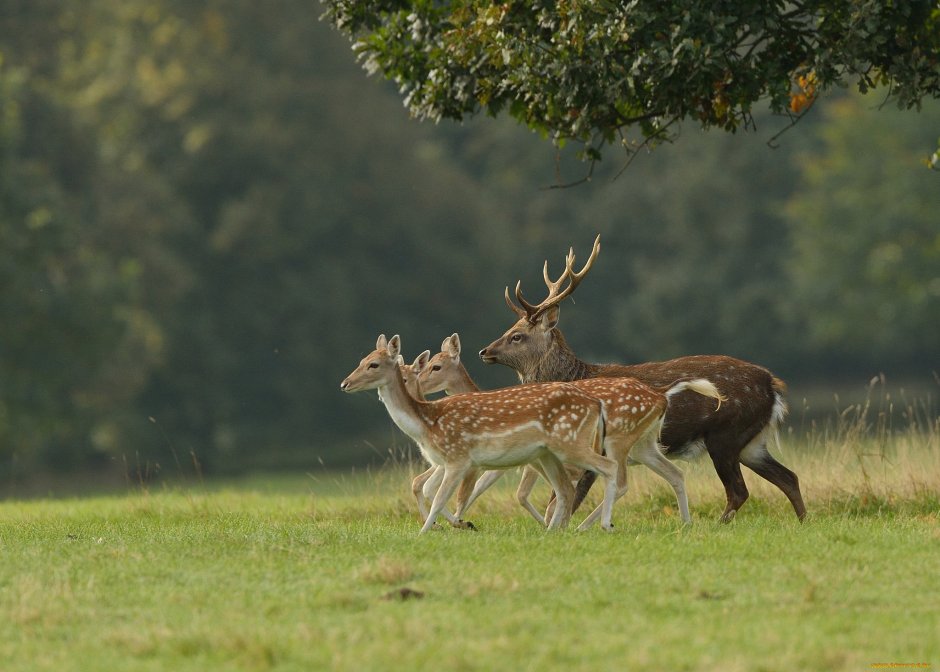 Картина олень в лесу