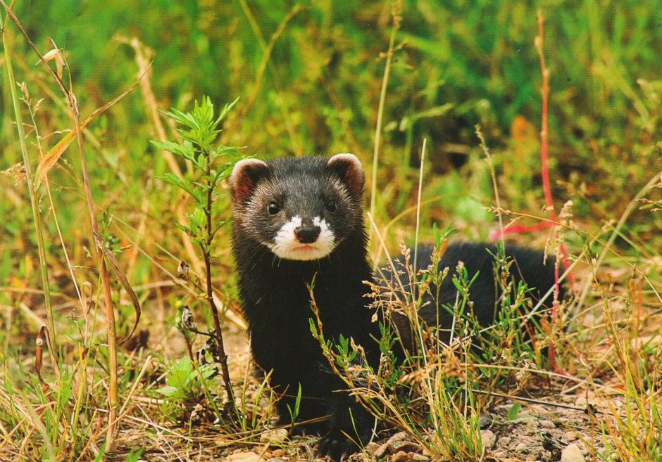 Елена Джинджер