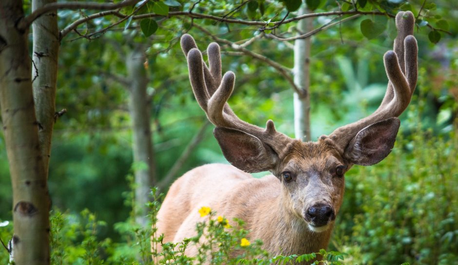 Европейская Лань Беловежская пуща