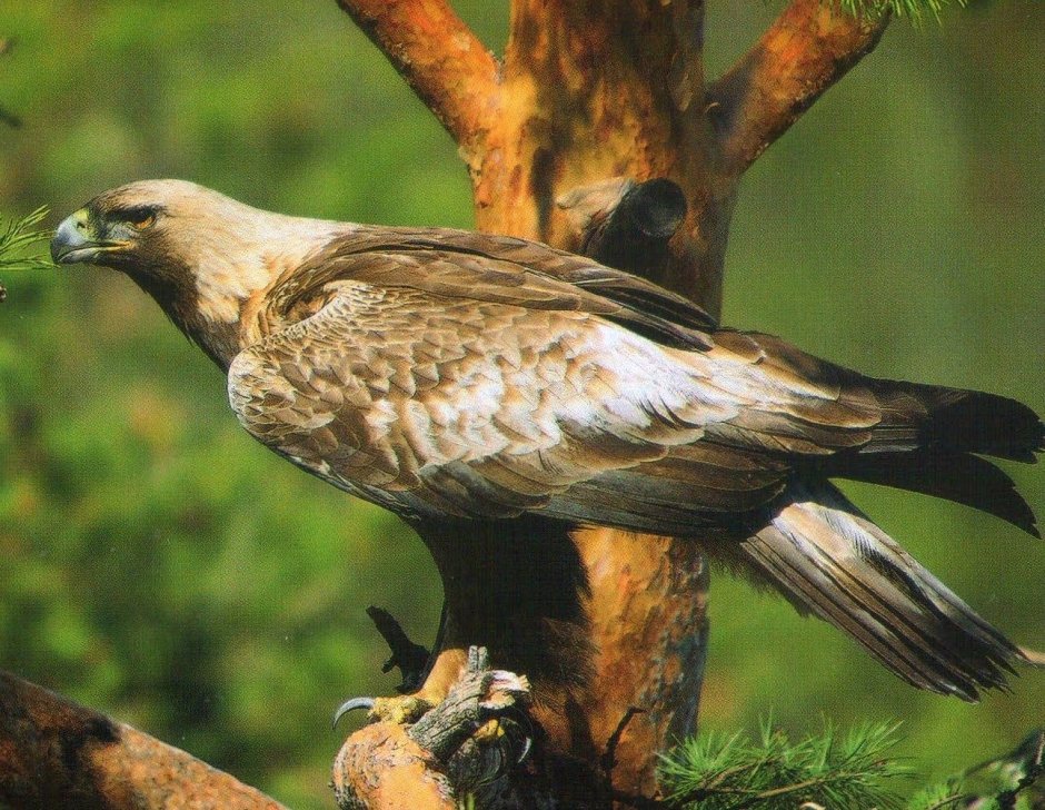 Животные и птицы Белоруссии