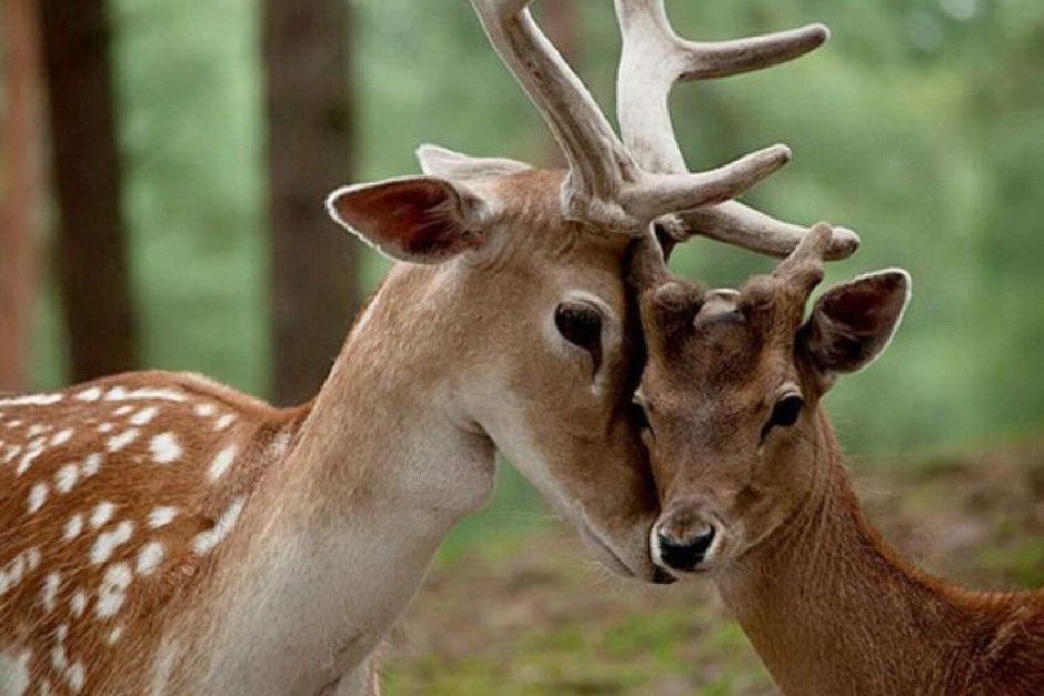 Олени в дикой природе