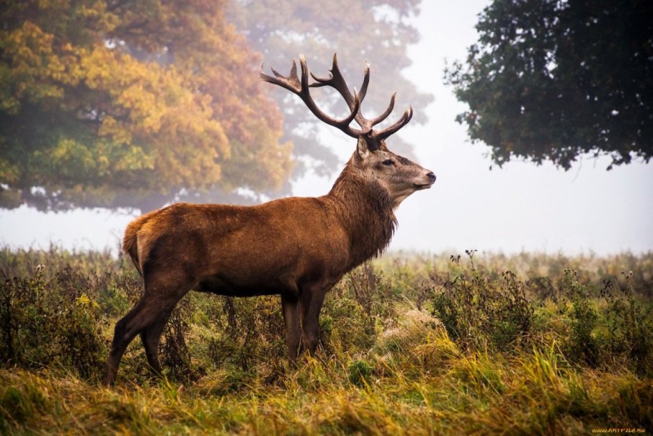 Эстетика животных