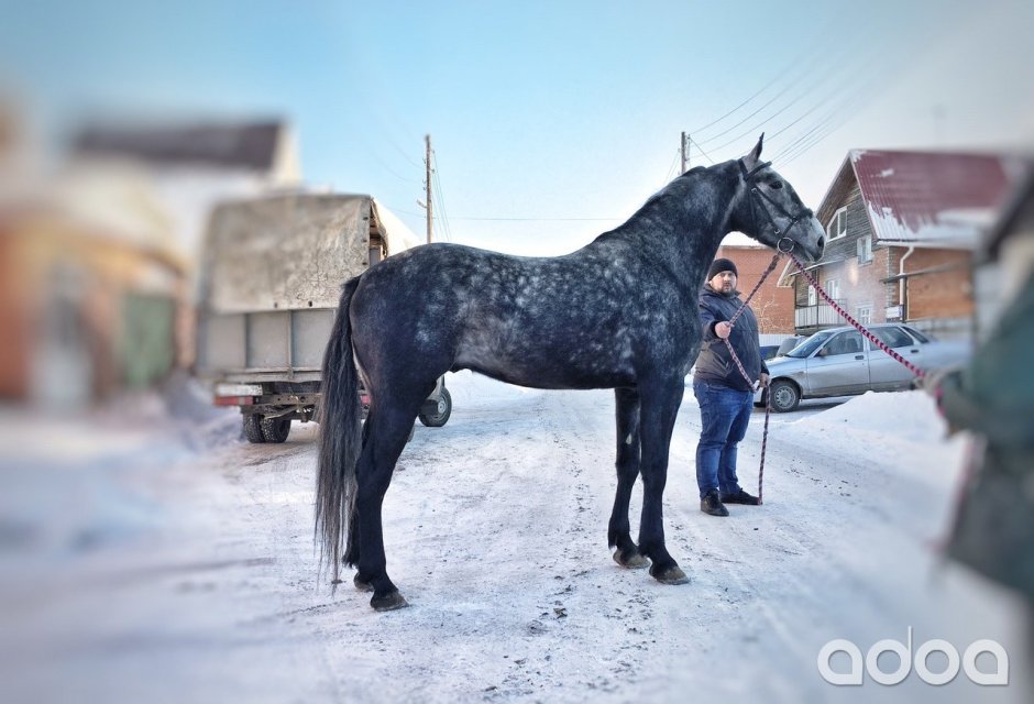 Орловский рысак в холке