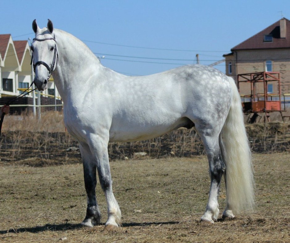 Орловский рысак кобыла