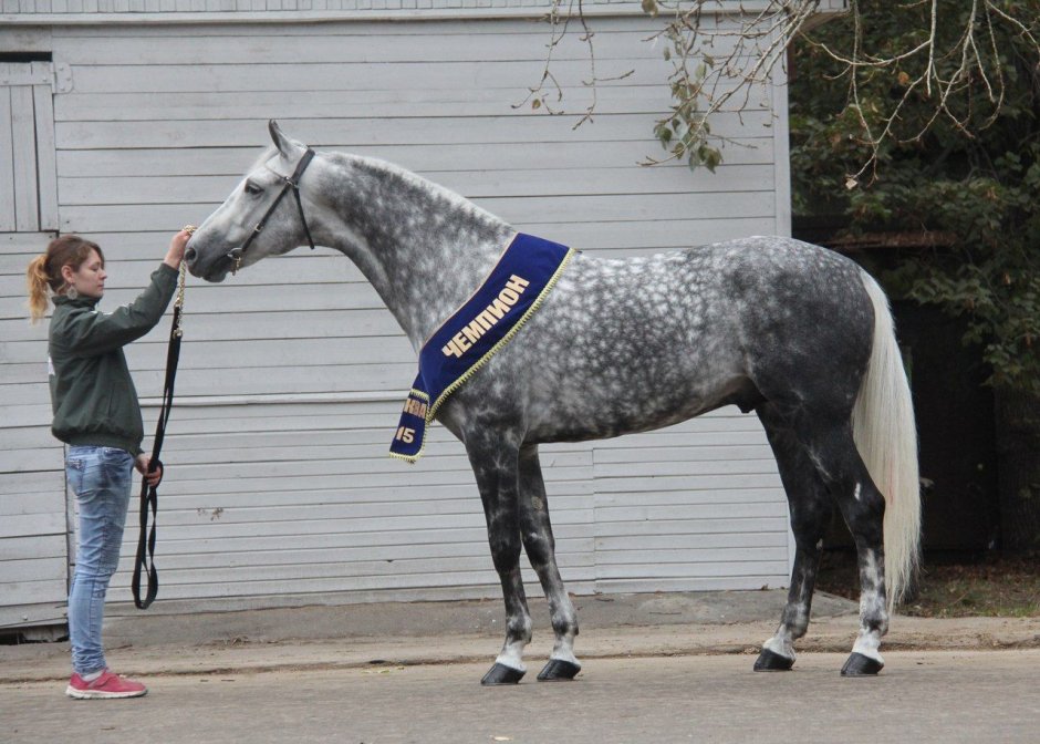 Zevs лошадь сер 2009