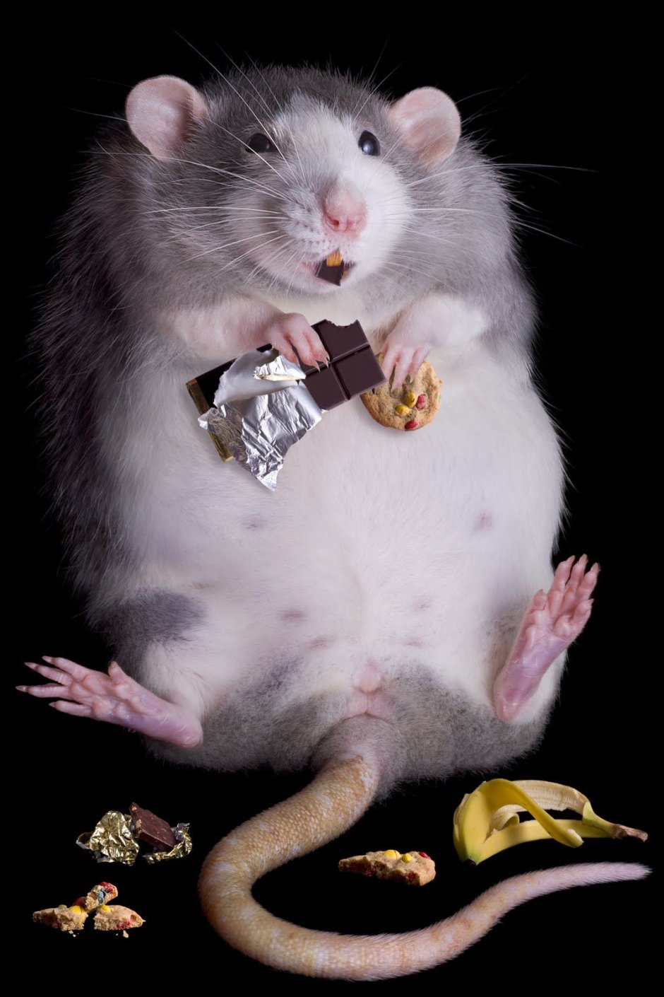 Жирная мышь