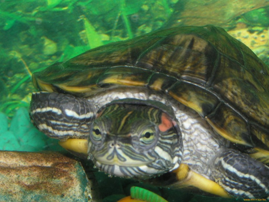 Красноухая черепаха (trachemys scripta)