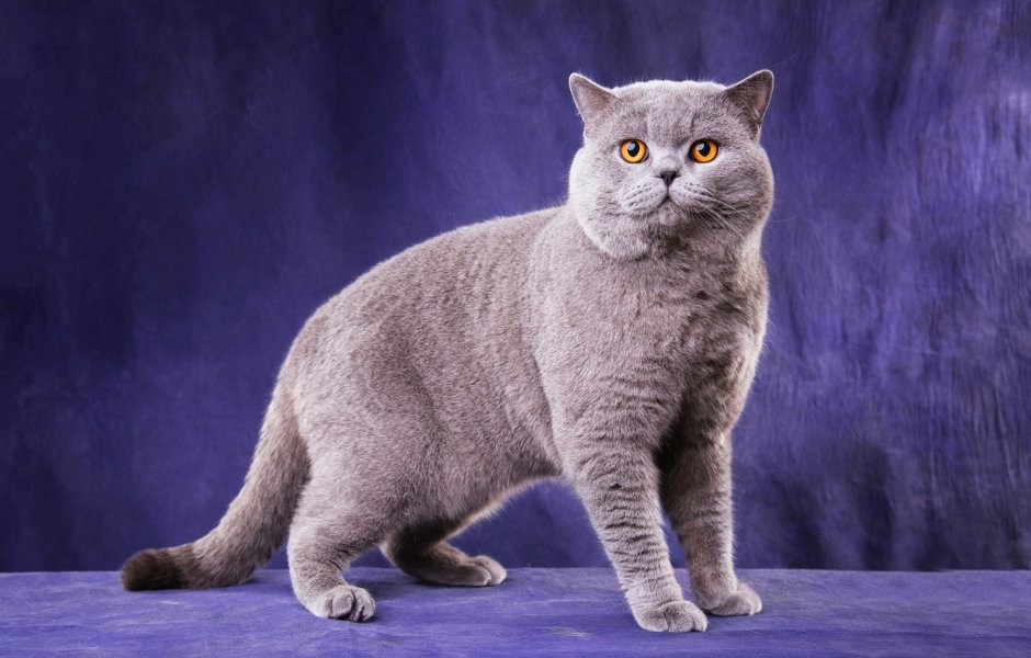 Британская среднешёрстная кошка