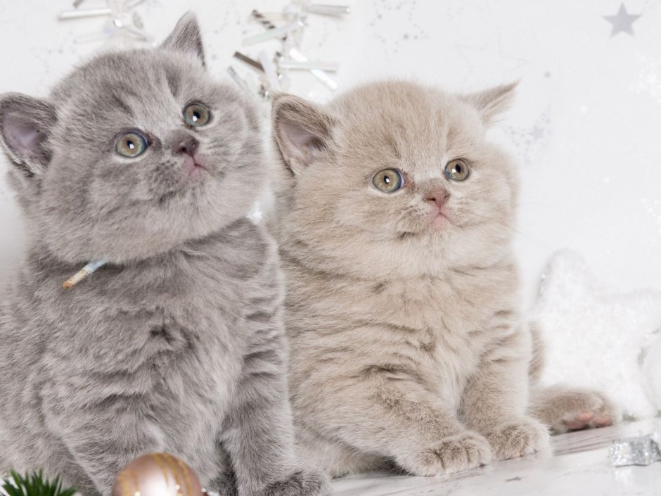 Британский кот длинношерстный полосатый