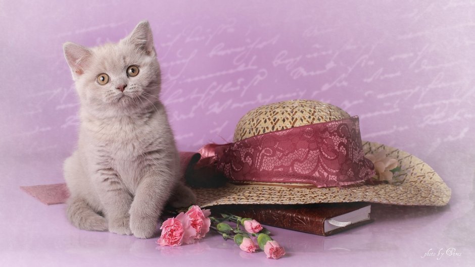 Британец с бантиком