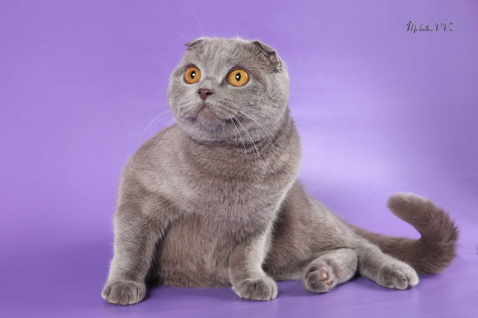 Кольцехвостый скоттиш фолд