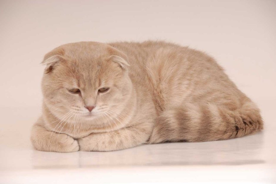 Скоттиш фолд камео