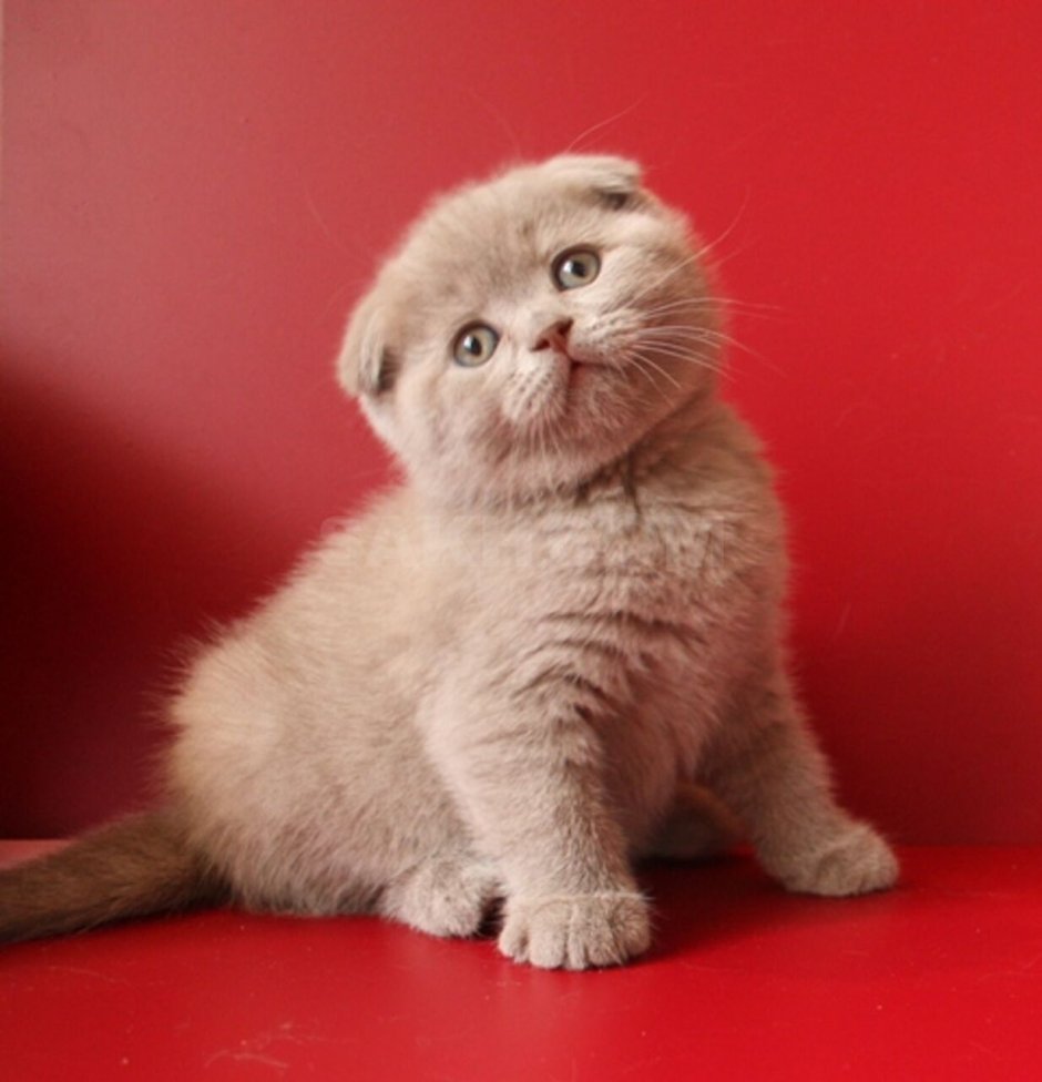 Котята скоттиш фолд вислоухие