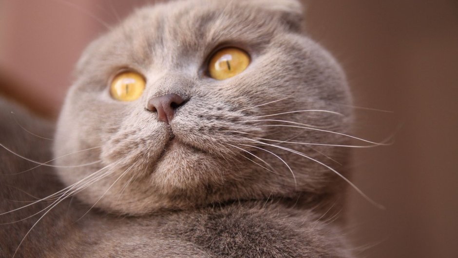 Скоттиш фолд мяуканье