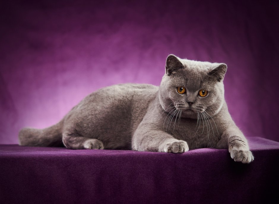 Британская короткошёрстная кошка