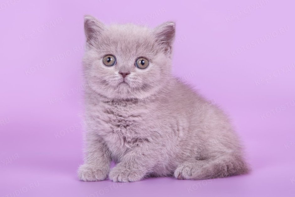 Лиловый британец котенок