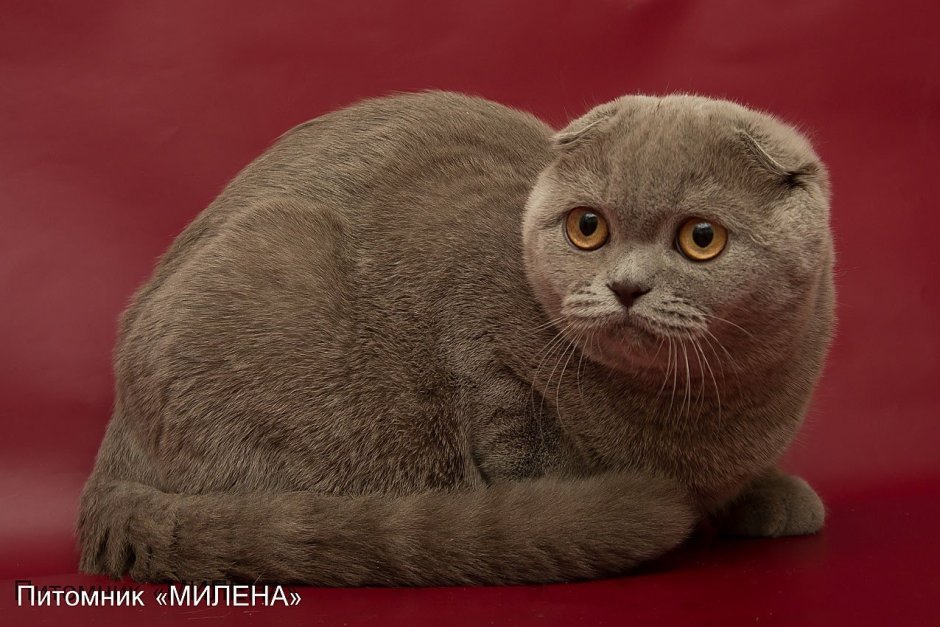 Лиловый шотландский скоттиш фолд