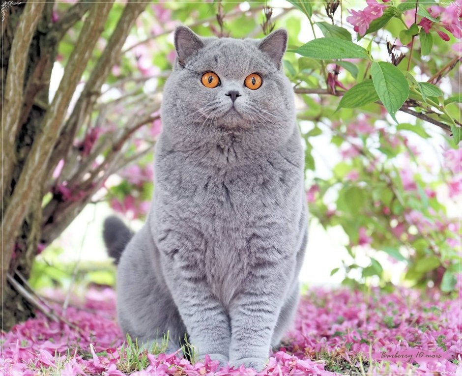 Британская короткошёрстная кошка