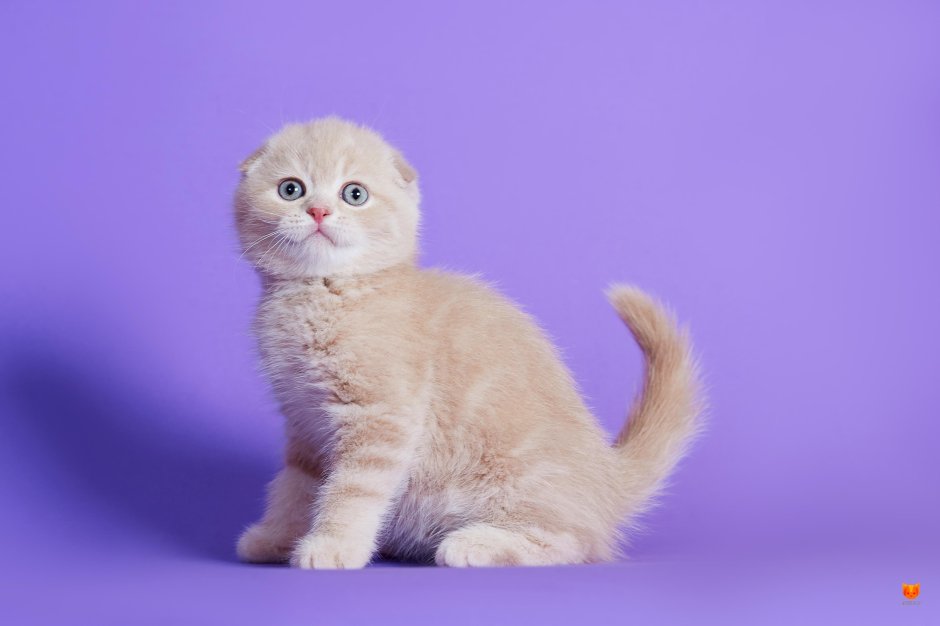 Скоттиш-фолд Шотландская кремовый