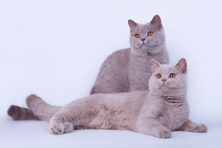 Британская короткошёрстная кошка фавн