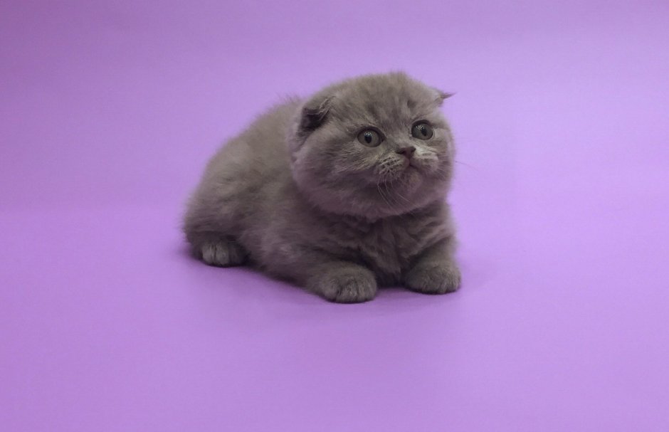 Шотландская вислоухая лиловая