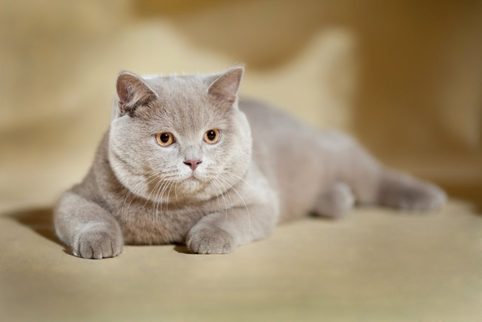 Шотландский кот прямоухий лиловый
