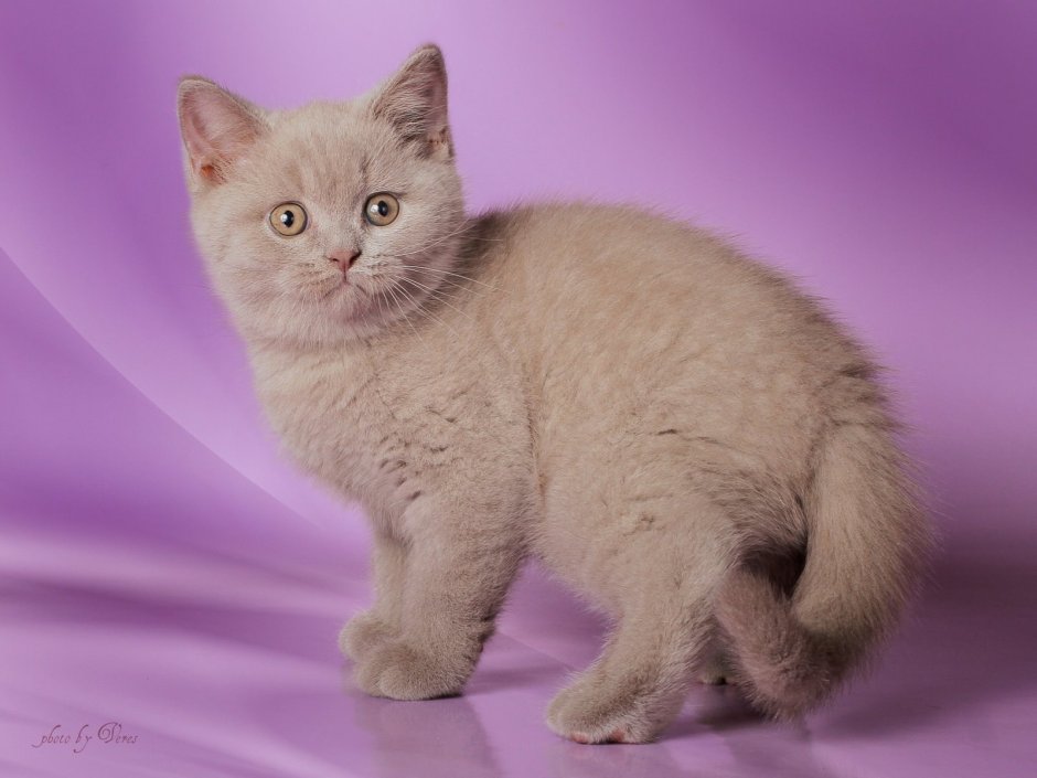 Лиловый кот британец