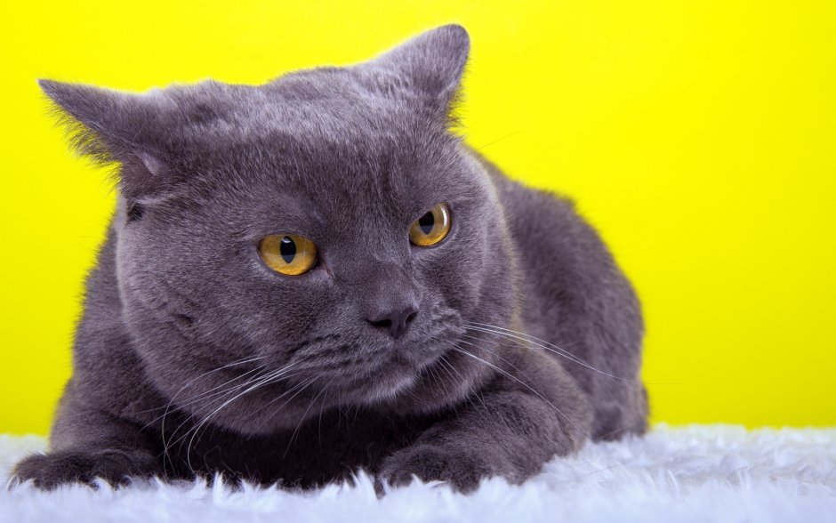 Британская короткошёрстная кошка шартрез
