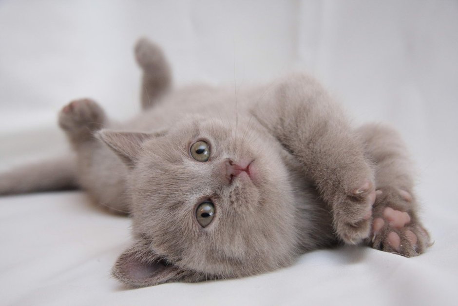 Лиловый британец котенок