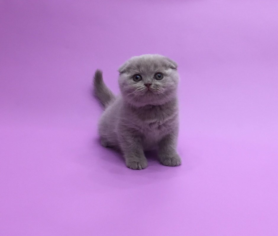 Лиловый шотландский вислоухий кот