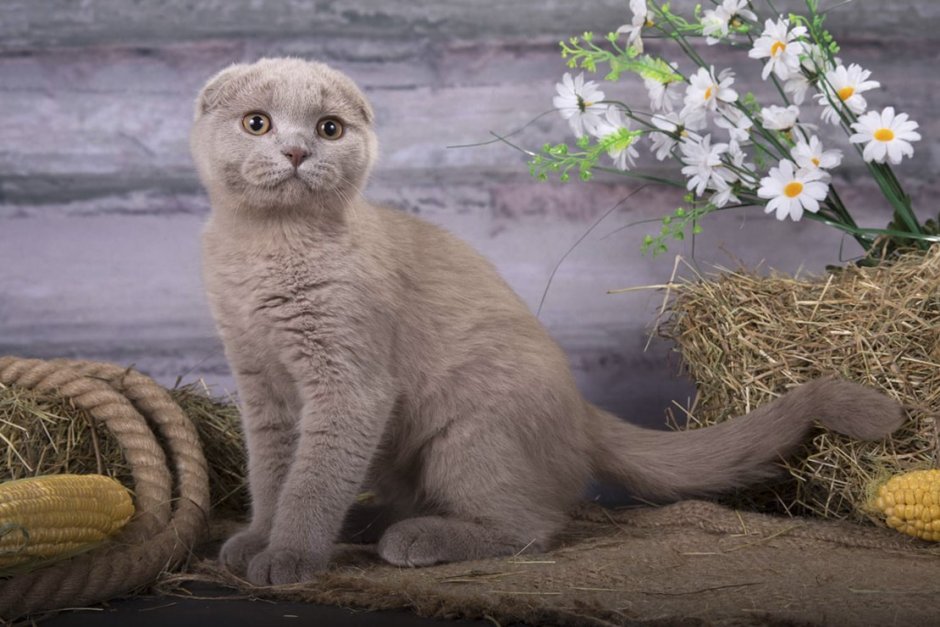 Шотландская вислоухая кошка лиловая