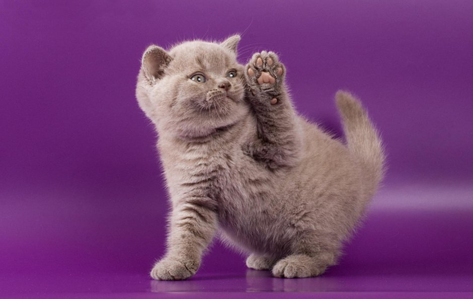 Фиолетовый котенок