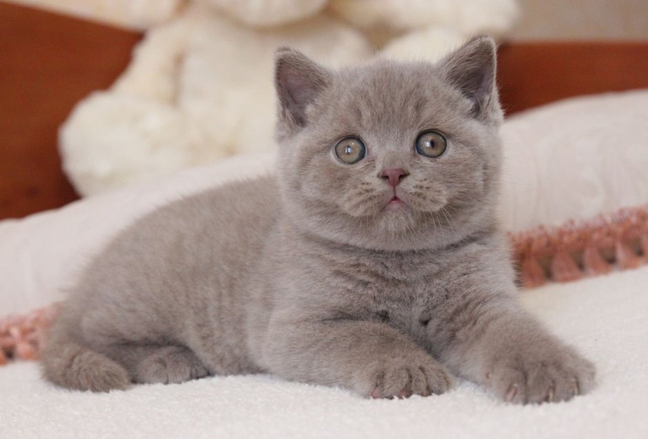 Лиловые британские котята