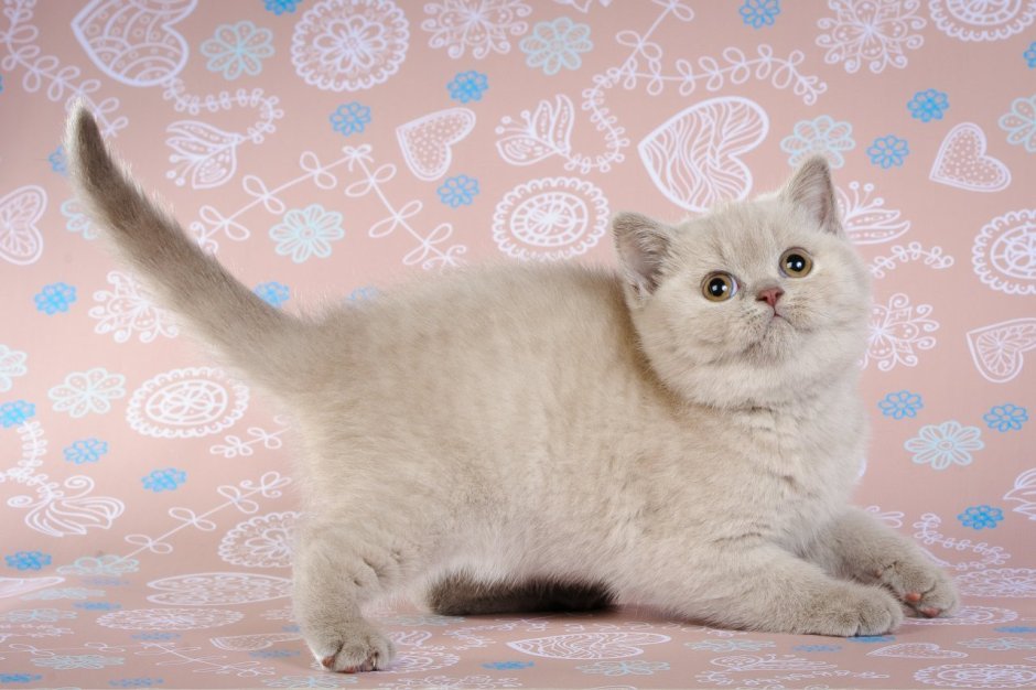 Лиловый табби британец