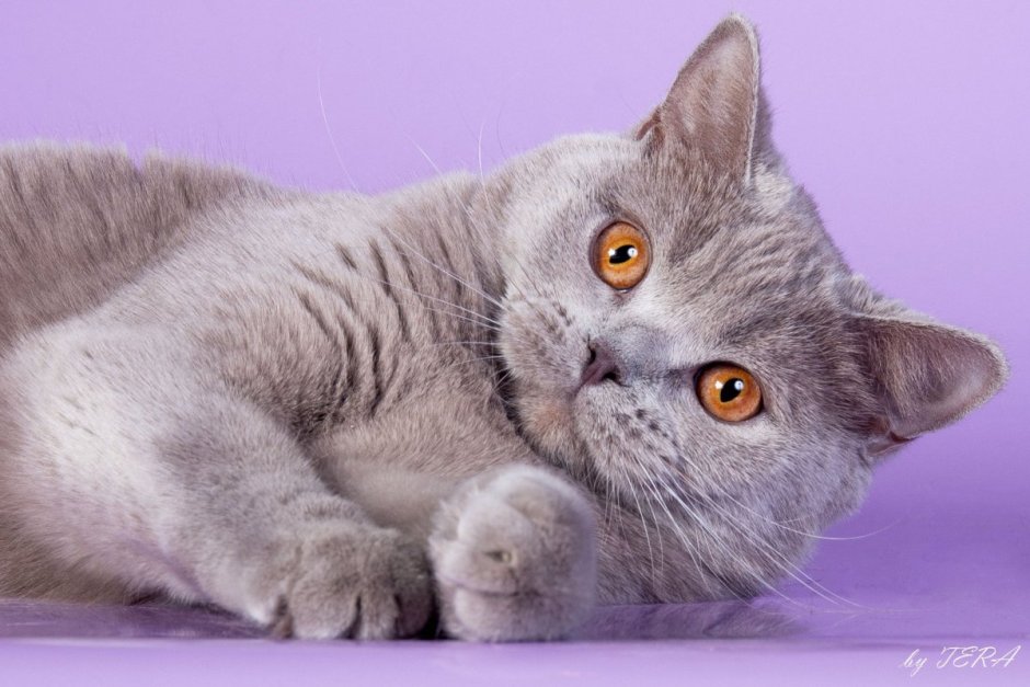 Британская короткошёрстная кошка шартрез