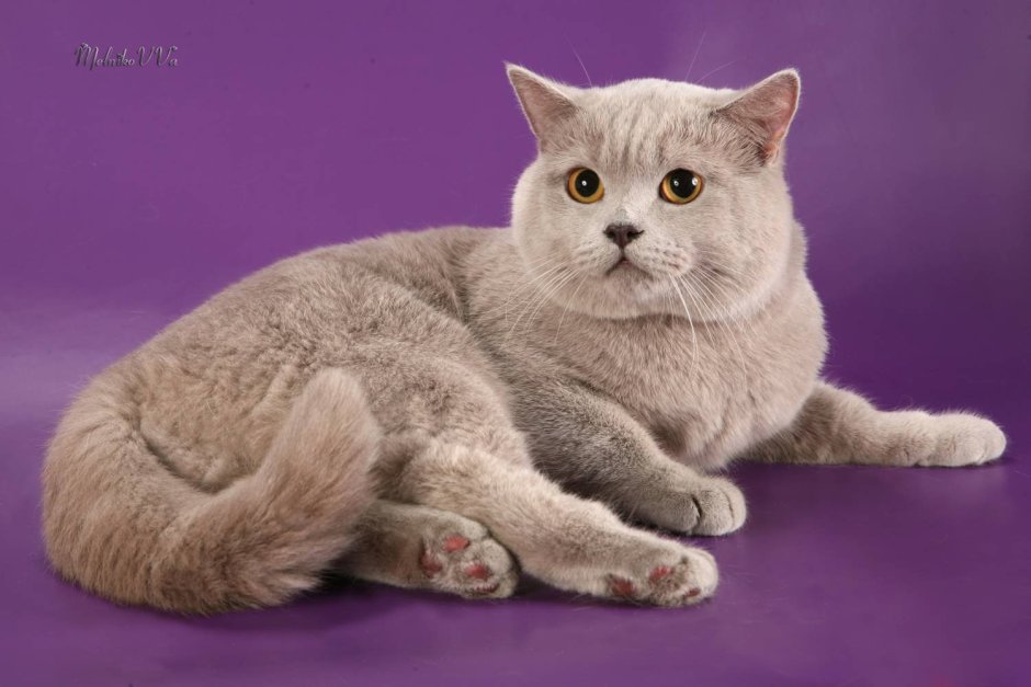 Шотландский скоттиш страйт лиловый