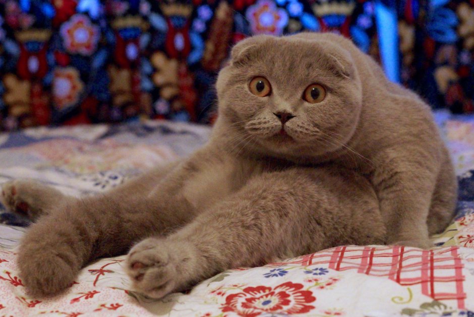 Лиловый шотландский скоттиш фолд