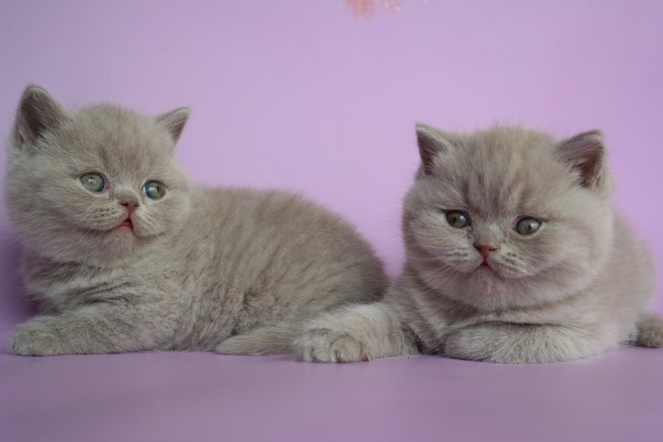 Лиловый британец