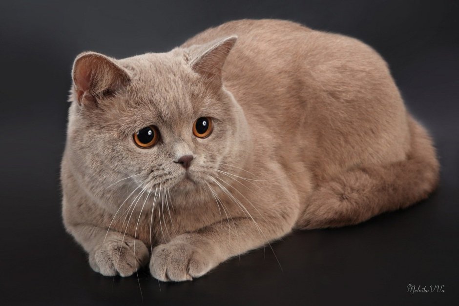 Скоттиш страйт лиловый