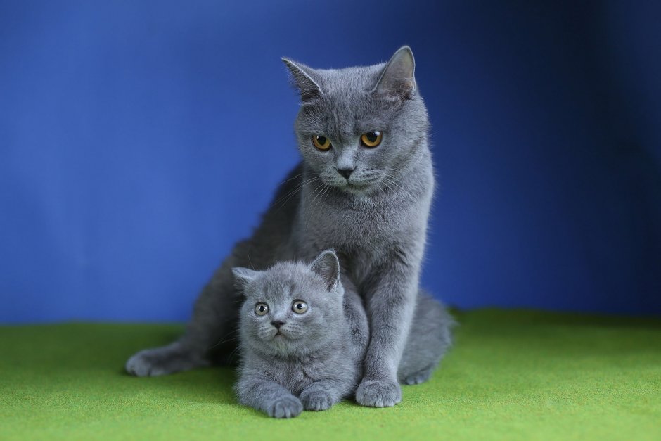 Британец кошка котенок