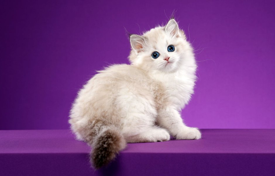 Котята милашки