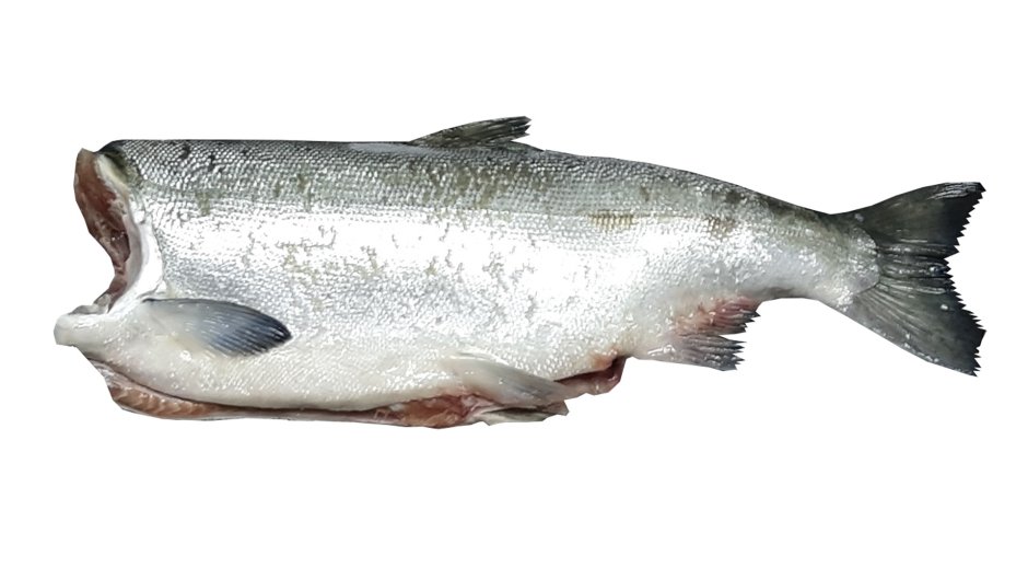 Кижуч (Oncorhynchus kisutch)