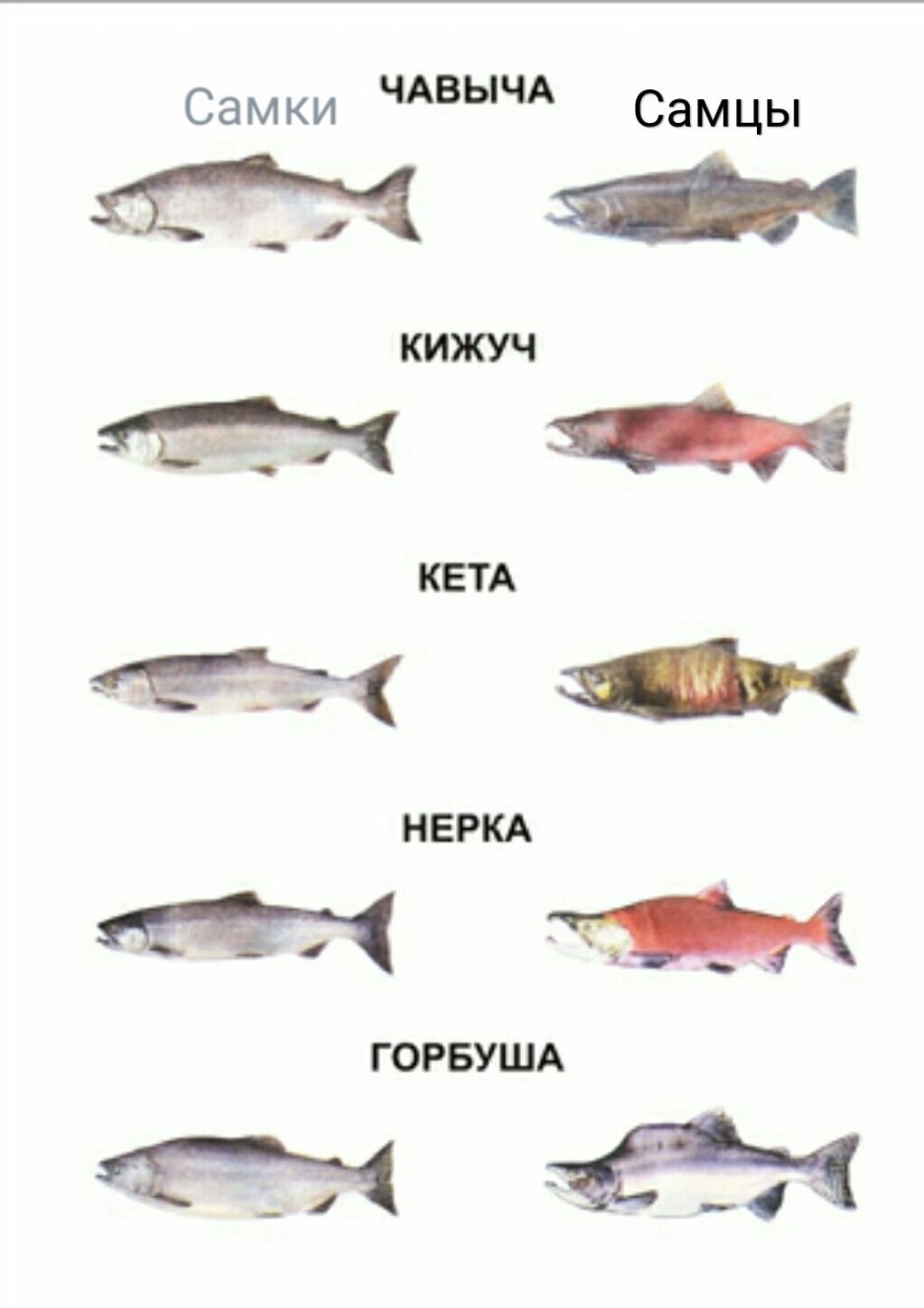 Нерест лососевых таблица