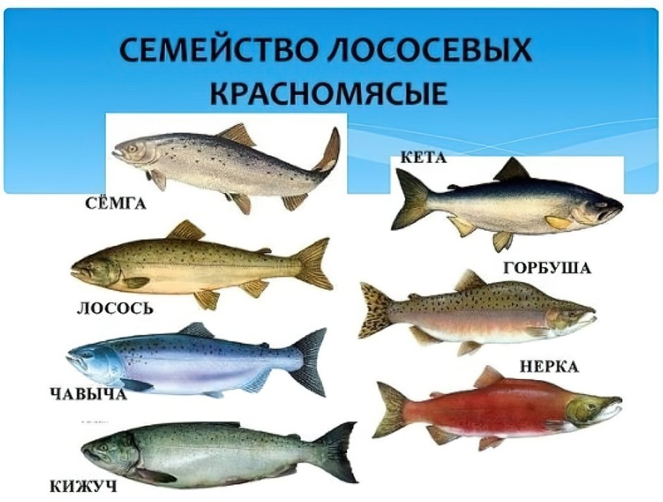 Лосось кета горбуша отличия