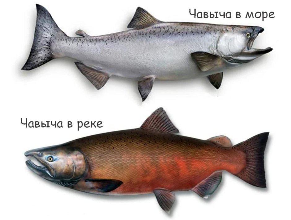Красная рыба чавыча