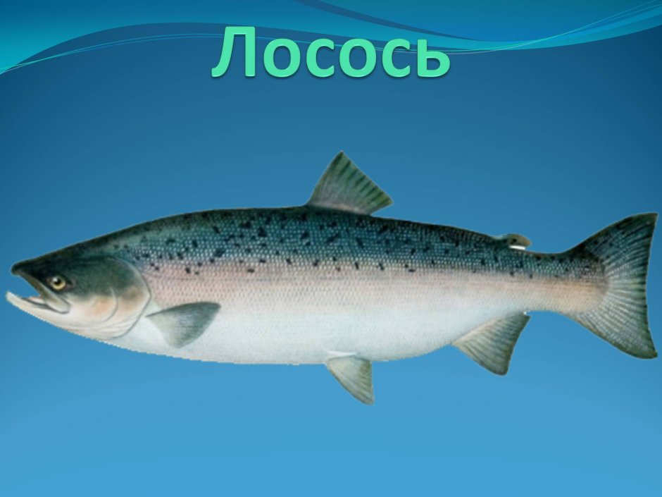 Лососевидные рыбы