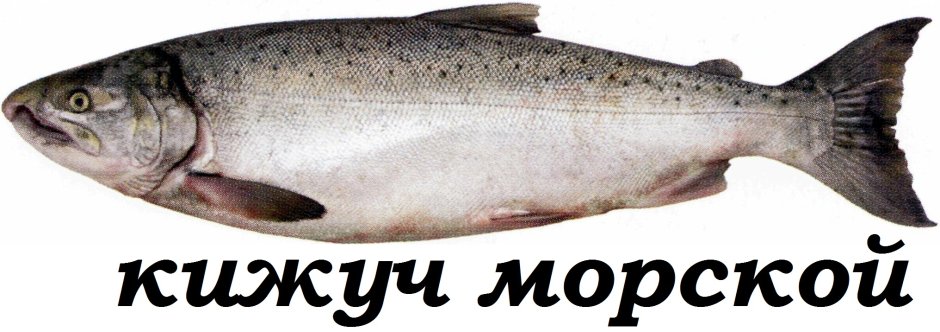 Кижуч Тихоокеанский лосось
