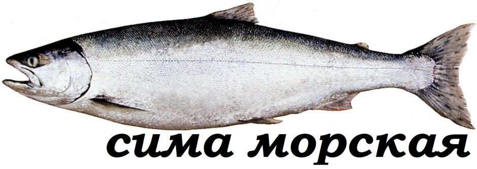 Рыба семейства лососевых Сима