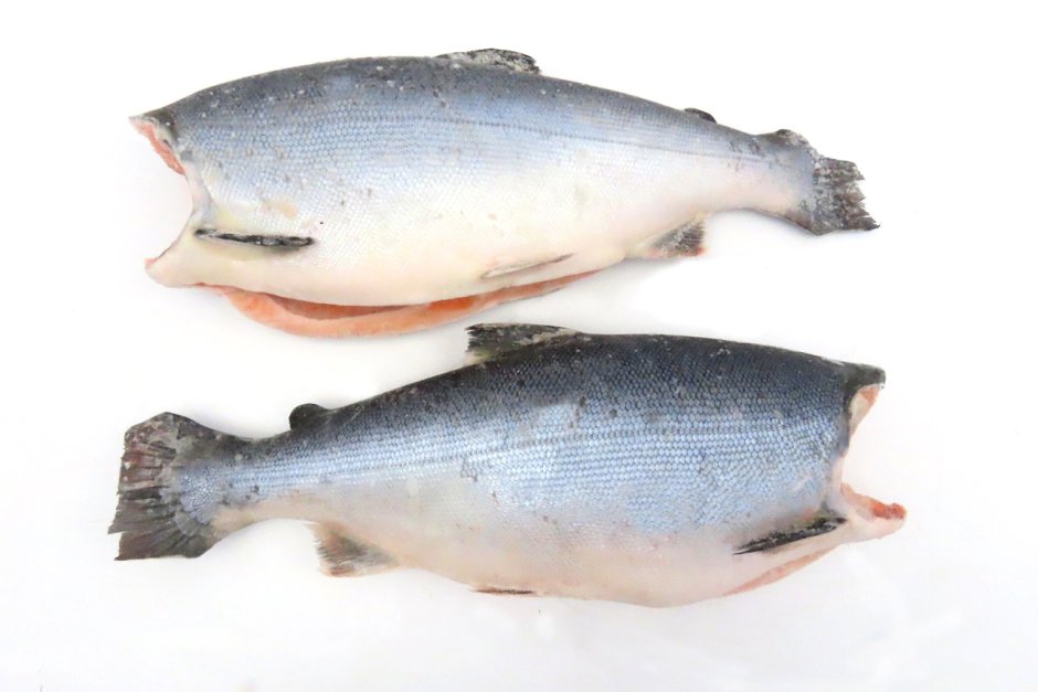 Кижуч (Oncorhynchus kisutch)