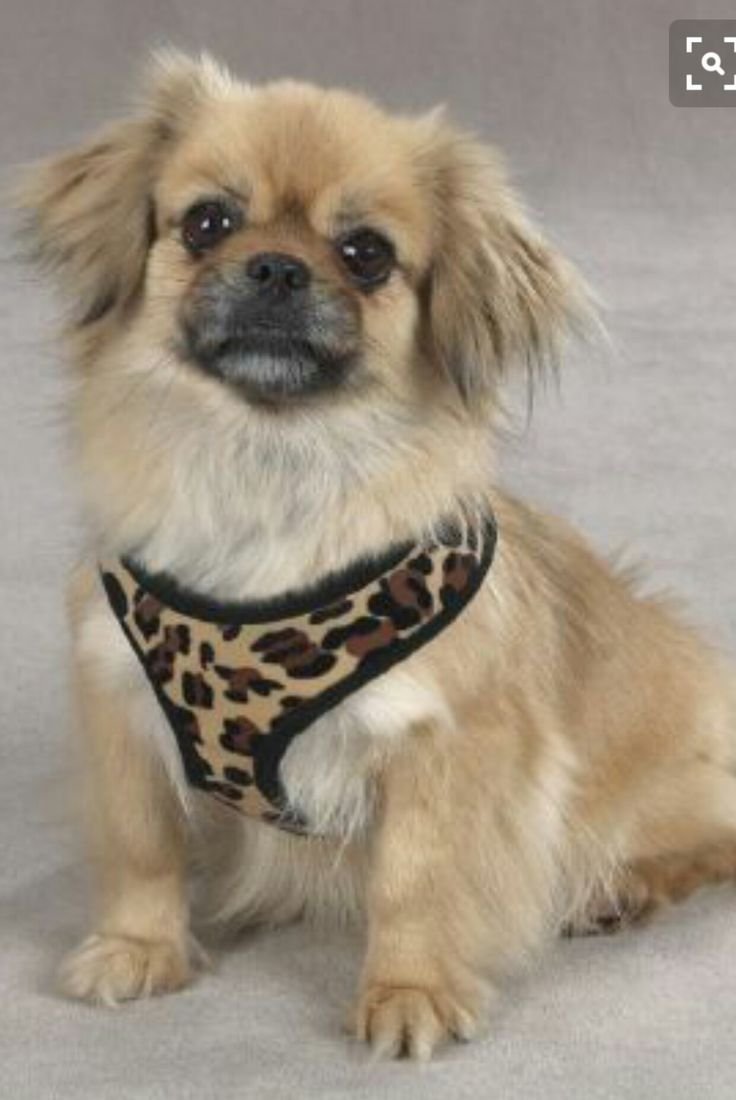 Тибетский спаниель